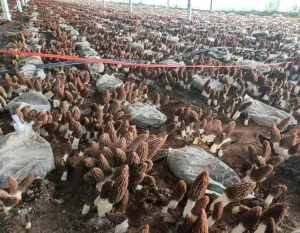 Black Morel Mushrooms Spores Mycelium Non GMO Spawn for Planting
