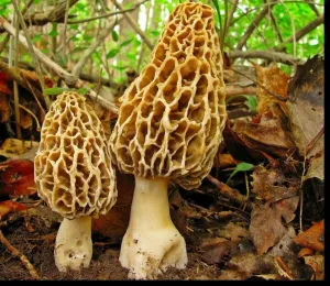 Morel Mushrooms Spores Mycelium Non GMO Spawn for Planting
