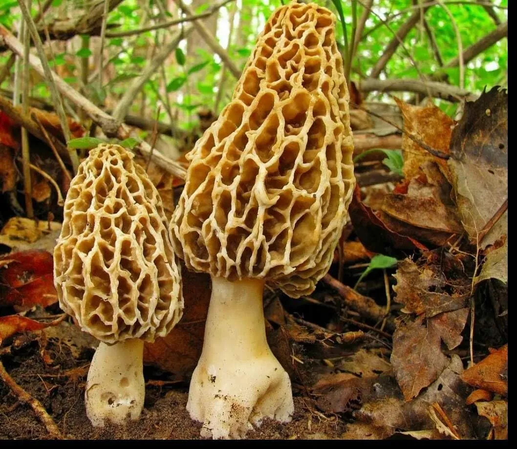 Morel Mushrooms Spores Mycelium Non GMO Spawn for Planting