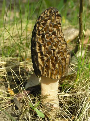 Spores Black Morel Mushrooms for Planting on Grains - 100 Seeds