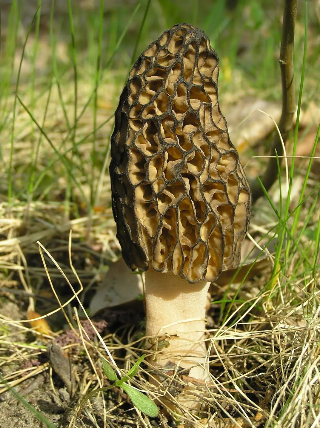 Spores Black Morel Mushrooms for Planting on Grains - 100 Seeds
